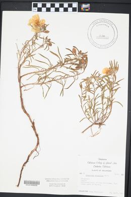 Oenothera serrulata image