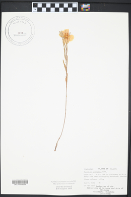 Oenothera serrulata image