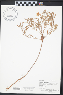 Oenothera serrulata image