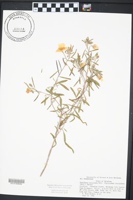 Oenothera serrulata image