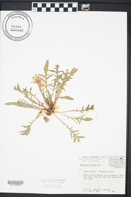 Oenothera triloba image