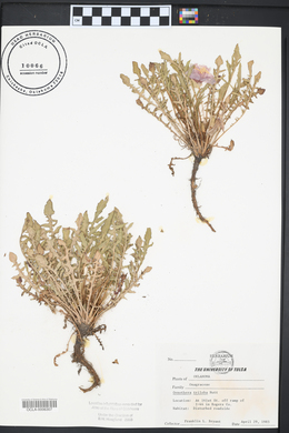 Oenothera triloba image