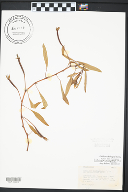 Ludwigia peploides image