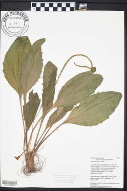 Plantago rugelii image