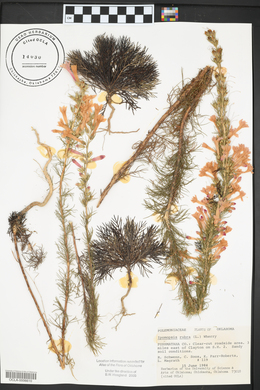 Ipomopsis rubra image