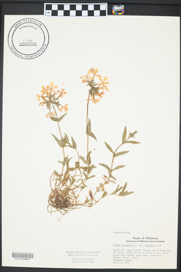 Helianthus angustifolius image