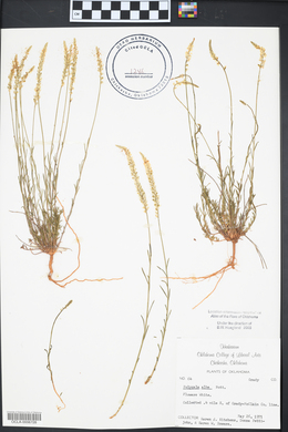 Polygala alba image