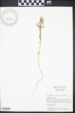 Polygala cruciata image