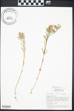 Polygala cruciata image