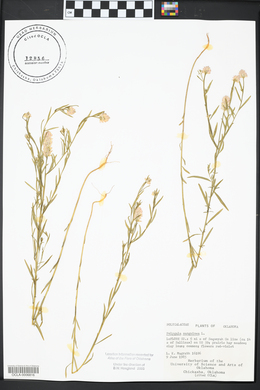 Polygala sanguinea image