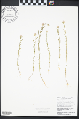 Polygala sanguinea image