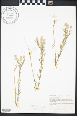 Polygala sanguinea image