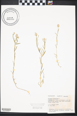 Polygala sanguinea image