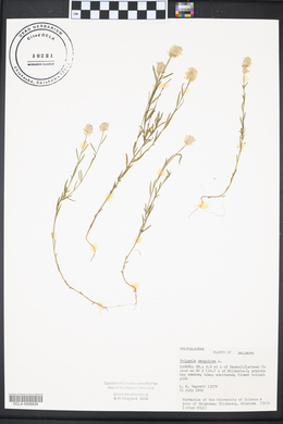 Polygala sanguinea image