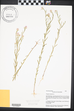 Polygala sanguinea image