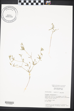 Polygala verticillata image