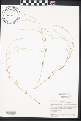 Polygala ambigua image