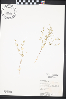 Polygala verticillata image