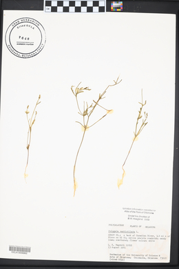 Polygala verticillata image