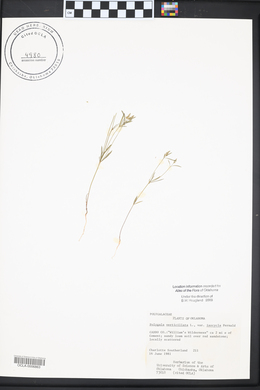 Polygala verticillata image