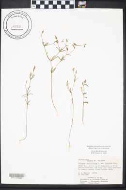 Polygala verticillata image