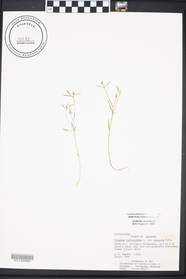 Polygala verticillata var. isocycla image