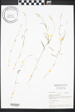 Polygala verticillata image