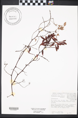 Brunnichia ovata image