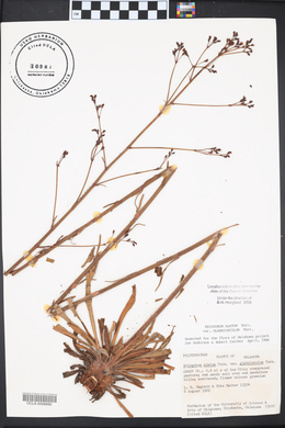 Eriogonum alatum image