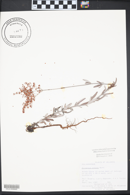 Eriogonum annuum image