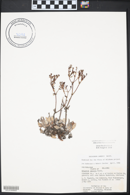 Eriogonum jamesii image