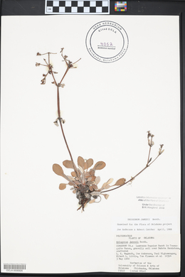 Eriogonum jamesii image