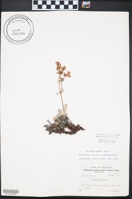 Eriogonum jamesii image