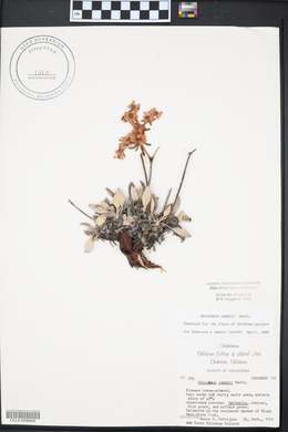 Eriogonum jamesii image