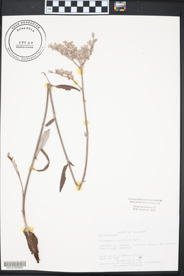 Eriogonum longifolium image