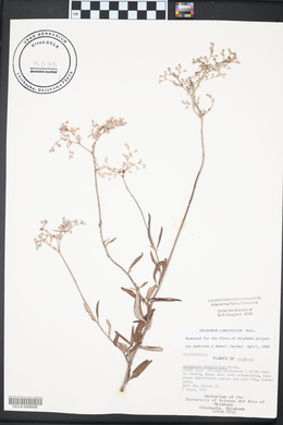 Eriogonum longifolium image