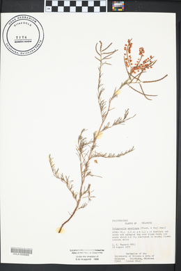 Polygonella americana image