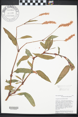 Polygonum ramosissimum image