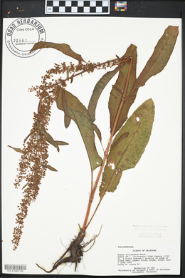 Rumex altissimus image