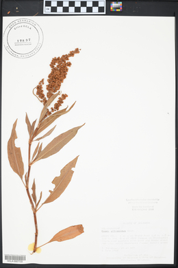 Rumex altissimus image