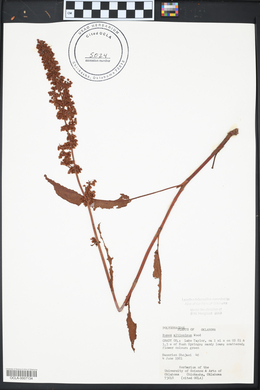 Rumex altissimus image