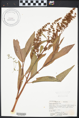 Rumex altissimus image