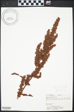 Rumex altissimus image