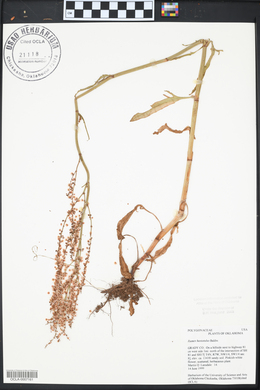 Rumex hastatulus image