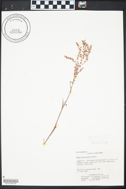 Rumex hastatulus image