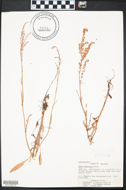 Rumex hastatulus image