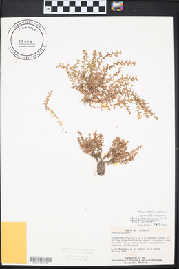 Lysimachia minima image