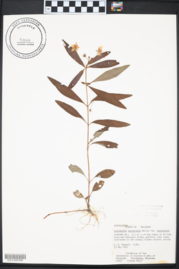 Lysimachia lanceolata image