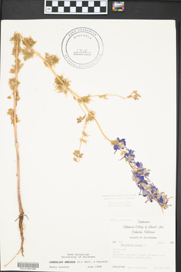 Delphinium ajacis image