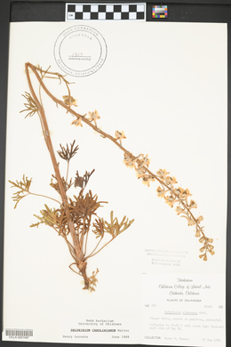 Delphinium carolinianum image
